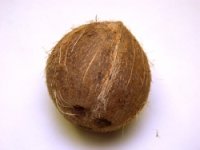 coconut