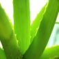 Aloe Vera for Sunburn