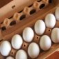 eggs