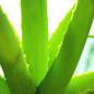 Aloe Vera for Dry Skin