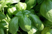 basil for warts