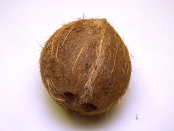 coconut 