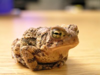 frog