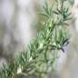 Herbs for Oily Skin Herbs for Oily Skin